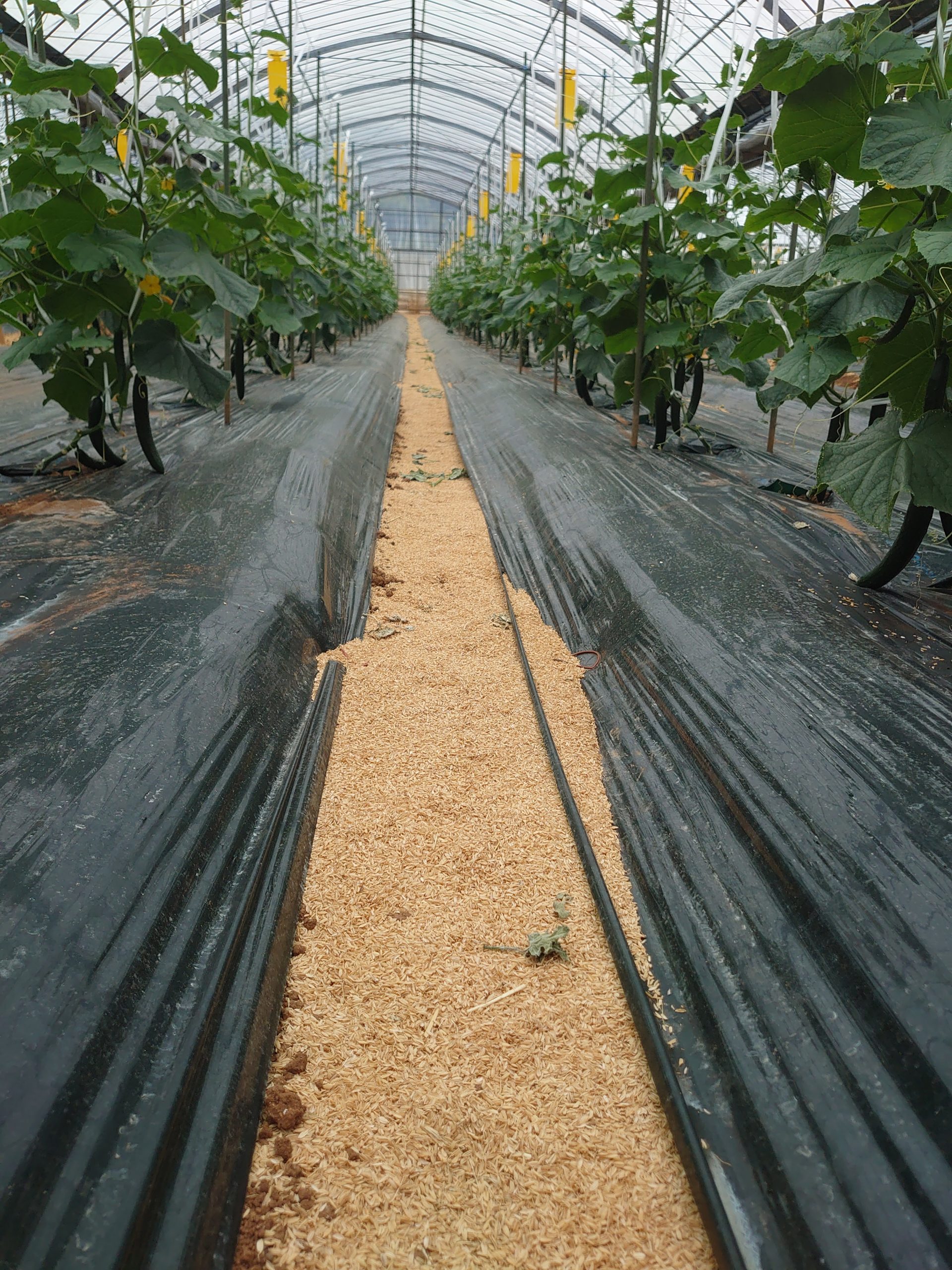 マルチシートの必要性、重要性について　～マルチ栽培でレベルアップしよう～